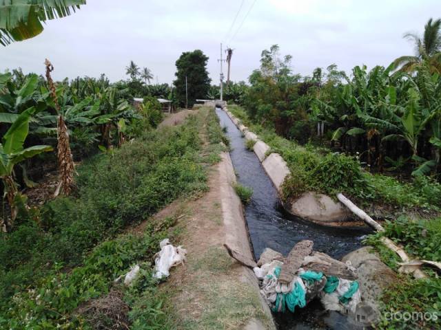 VENDO 4 HÉCTAREAS DE TERRENO AGRÍCOLA EN MORROPÓN, PIURA.