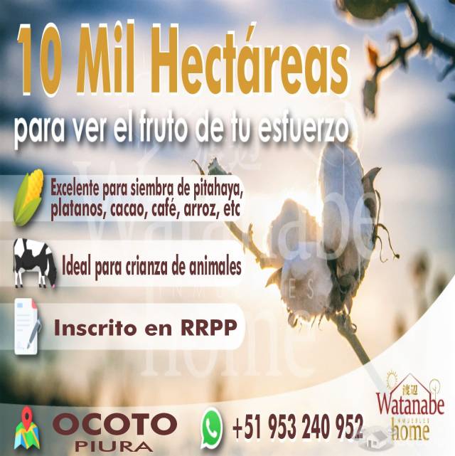 ::. GRAN OPORTUNIDAD *10 MIL HAS * para ver el fruto de tu esfuerzo.:::PIURA OCOTO