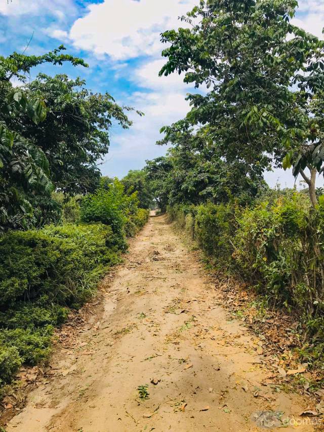 NUEVO PROYECTO->Terreno con plantaciones en HUARAL