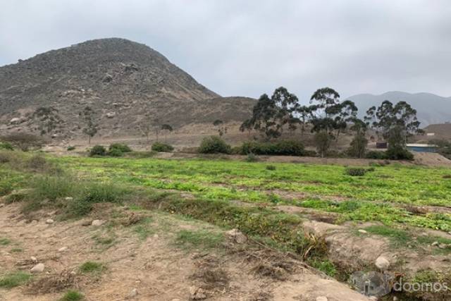 VENTA TERRENO PACHACAMAC, TOMINA, 14 000m2 aprox.