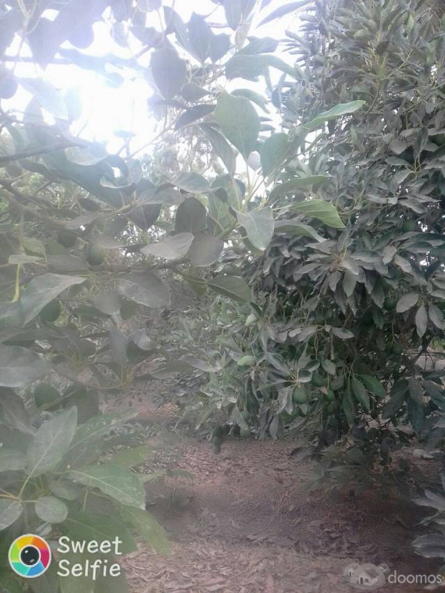 se vende terreno 4 hectareas con palta hass