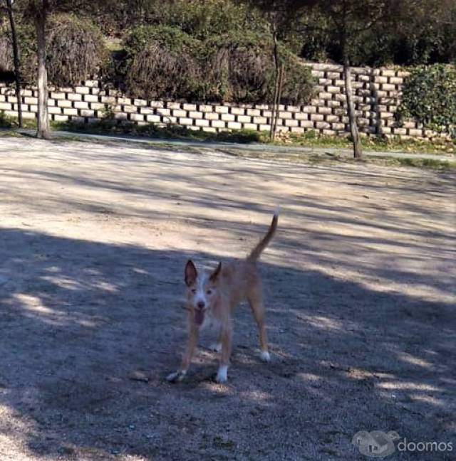 TERRENO PLANO  CERCA AL PUEBLO