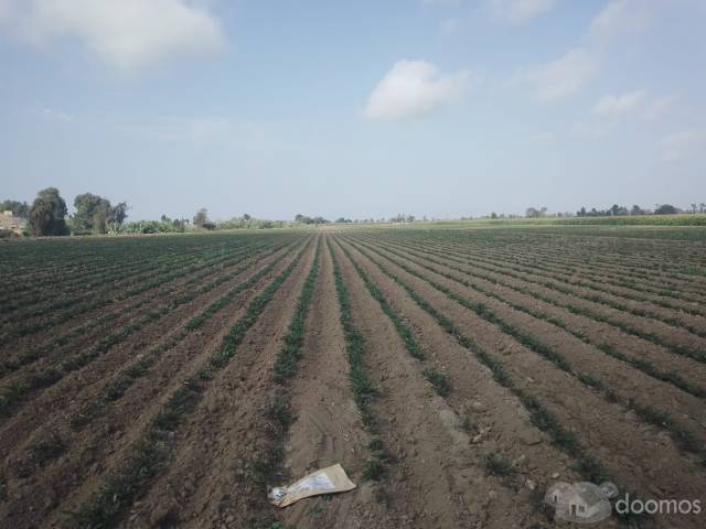 VENTA DE TERRENO AGRÍCOLA EN EL SECTOR CASA BLANCA ESTE - TUPAC AMARU DISTRITO DE SAN LUIS PROVINCIA DE CAÑETE