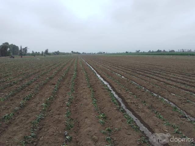 VENTA DE TERRENO AGRÍCOLA (4 HECTÁREAS A 250.000 DOLARES CADA HECTARIA) EN EL SECTOR CASA BLANCA ESTE - TUPAC AMARU DISTRITO DE SAN LUIS PROVINCIA DE CAÑETE