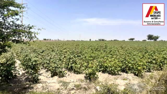 VENTA DE TERRENO AGRICOLA DE 2 has EN INDEPENDENCIA - PISCO