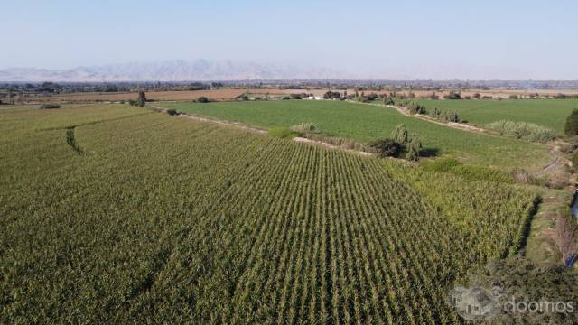 SE VENDE TERRENO DE 5.5 HECTAREAS - TOSCANIA, PISCO