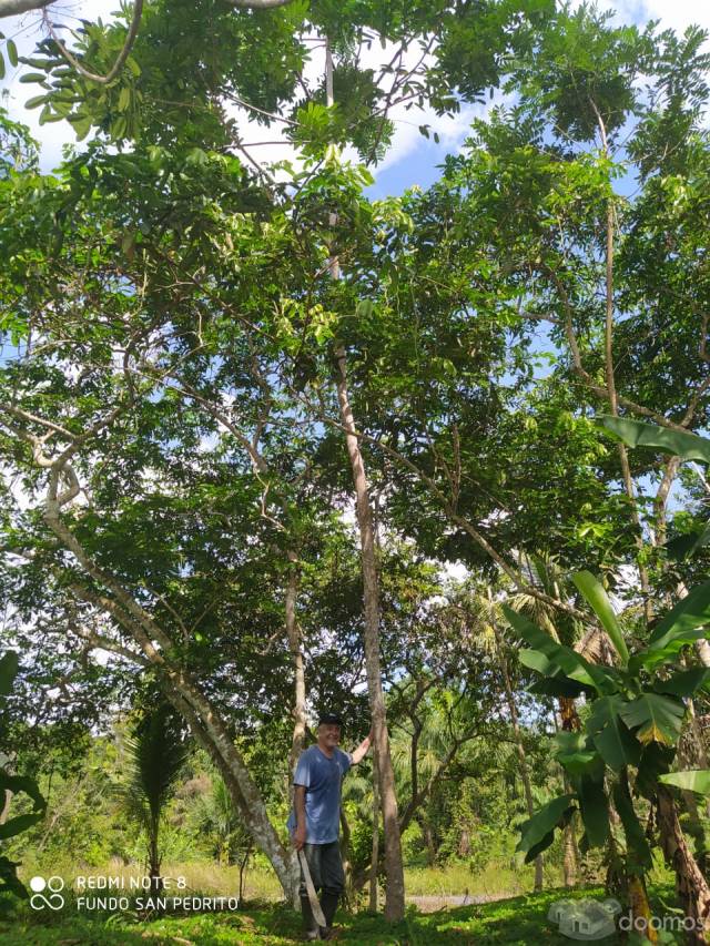 VENTA DE TERRENO CHACRA EN CARRETERA IQUITOS NAUTA