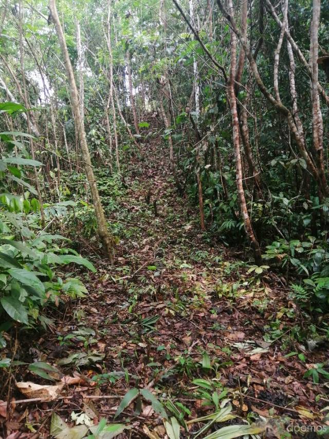 TERRENO AGRICOLA EN VENTA EN ATALAYA - UCAYALI