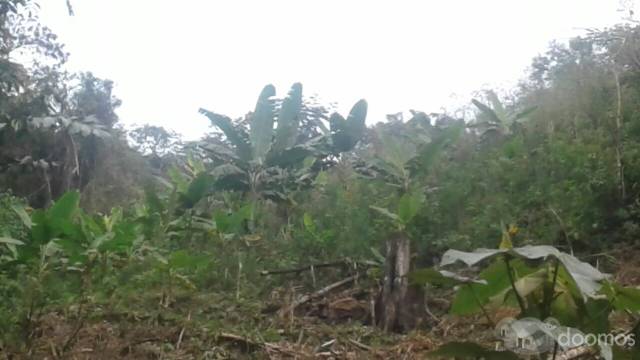 TERRENO AGRÍCOLA EN QUILLABAMBA - LA CONVENCIÓN