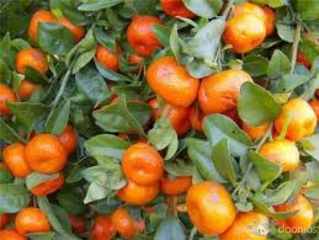 REMATO 4 LOTES DE TERRENO A 6 MINT.PZA HUARAL
