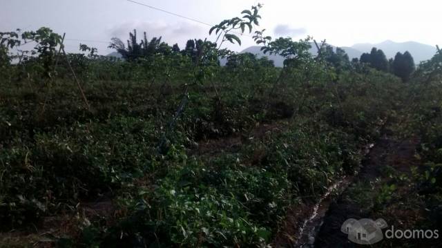 TERRENO AGRÍCOLA EN QUILMANÁ - CAÑETE