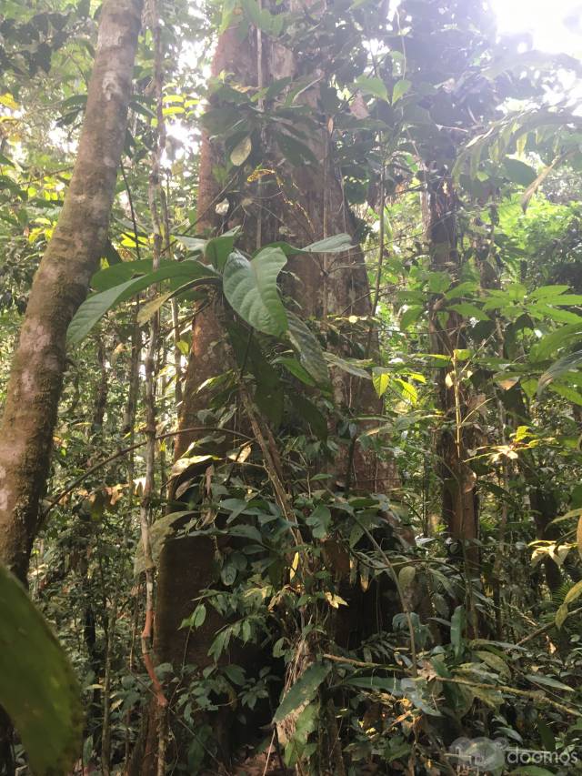 CODO DE POZUZO RIO ZUNGARO CHACRA 230 Ha, PREDIO PARA GANADO CACAO MADERA TROPICAL