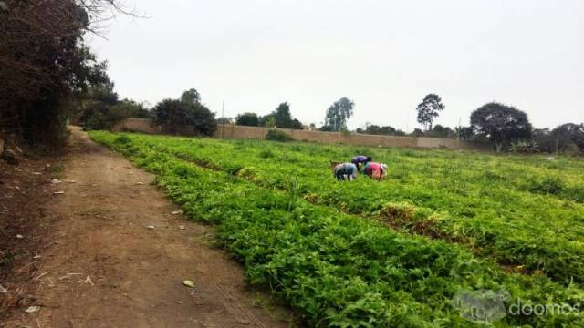 SE VENDE TERRRENO UBICADO EN MANCHAY ALTO  EXACTAMENTE EN LA CURVA ZAPATA EN LA CARRETERA PAUL PAULET