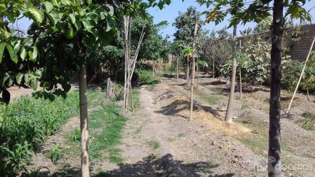 OCASION VENDO TERRENO LOS NATURALES HUARAL	 Agregar a favoritos