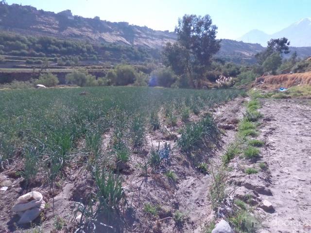 OCASIÓN VENDO TERRENO VALLE DE CHILINA 66000 dólares