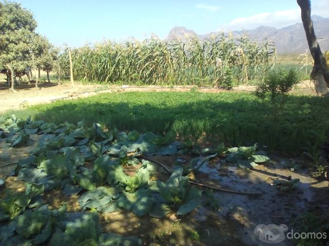 VENDO 15 HECTÁREAS DE TERRENO AGRÍCOLA UBICADO EN JAYANCA - LAMBAYEQUE.