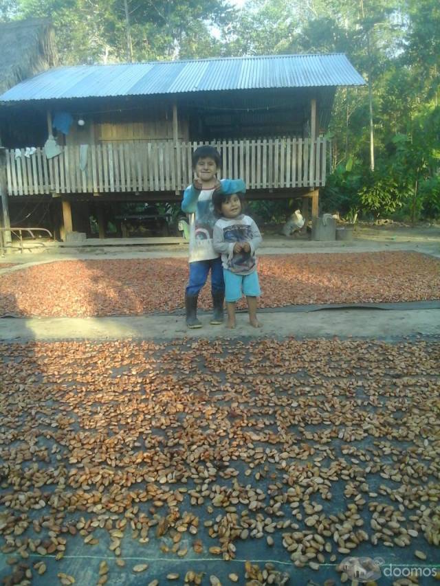 VENDO TERRENO AGRÍCOLA  EN PLENA PRODUCCIÓN DE CACAO