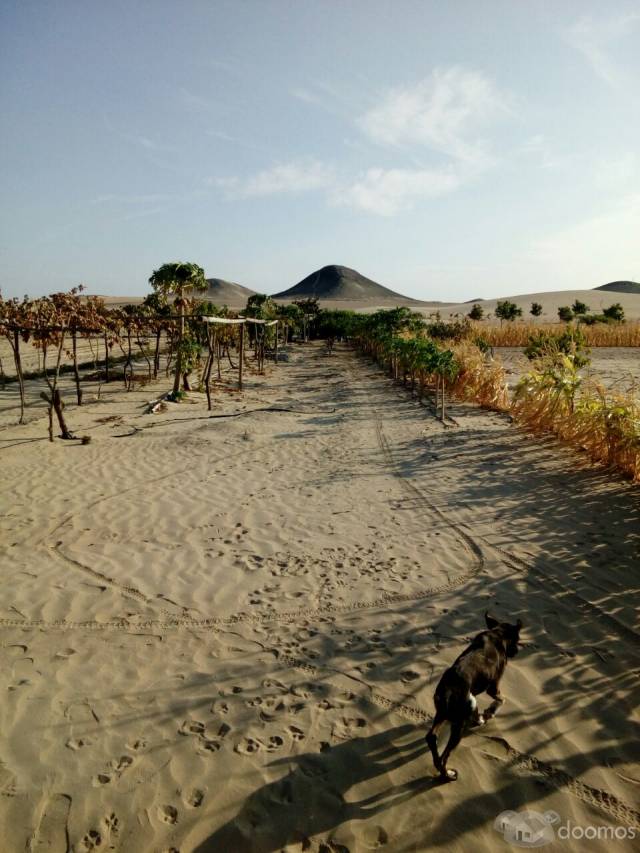 VENDO TERRENO 11 HECTAREAS EN VILLACURY