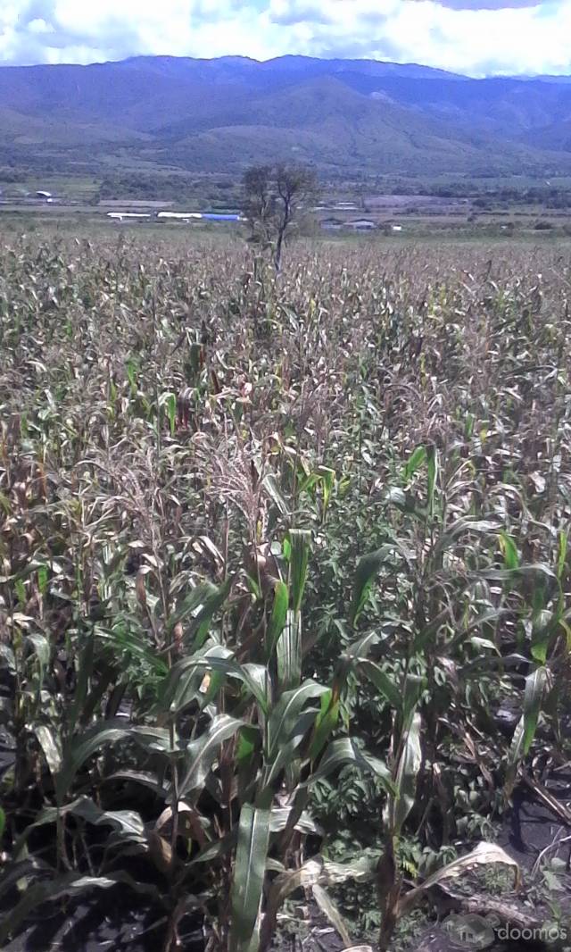 VENDO TERRENO AGRÍCOLA AEROPUERTO JAÉN SHUMBA SAN AGUSTIN BELLAVISTA JAÉN CAJAMARCA