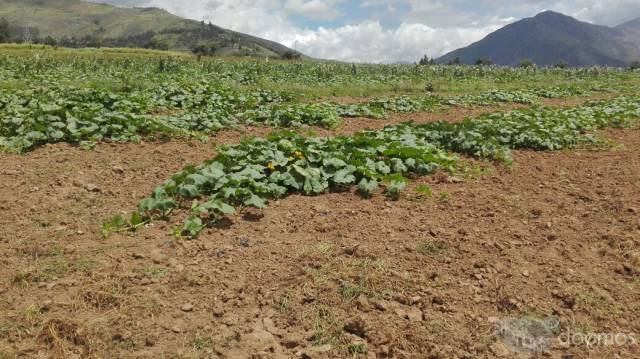 ATENCIÓN! SE VENDE TERRENO DE SIEMBRA