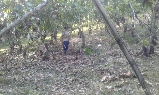 Por motivo de viaje se vende Terreno Agrícola