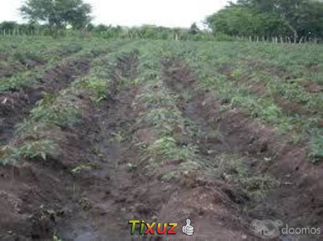 VENDO DOS TERRENOS AGRICOLAS EN CHULUCANAS EXCELENTE UBICACIÓN