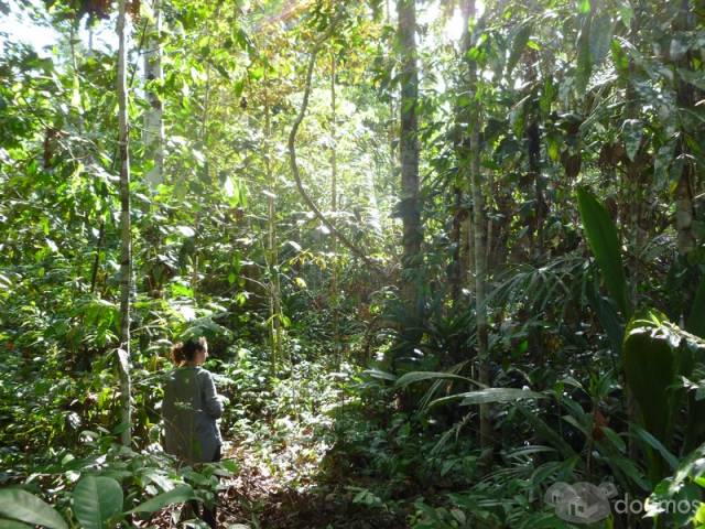 Vendo dos terrenos agrícolas cerca a iquitos