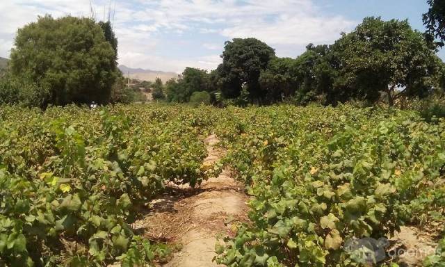 REMATO  TERRENO AGRÍCOLA EN ZONA DE EXPANSIÓN URBANA PRECIO NEGOCIABLE