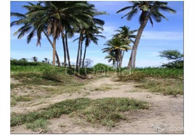 VENTA DE PARCELA AGRICOLA  EN MEDIO PIURA