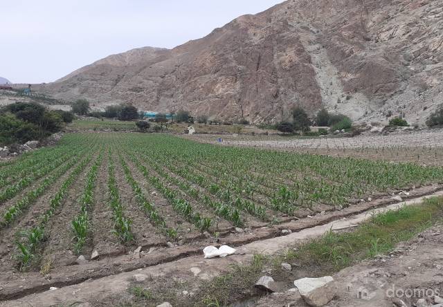 Terreno agrícola en zona turística Lunahuana - Zuñiga