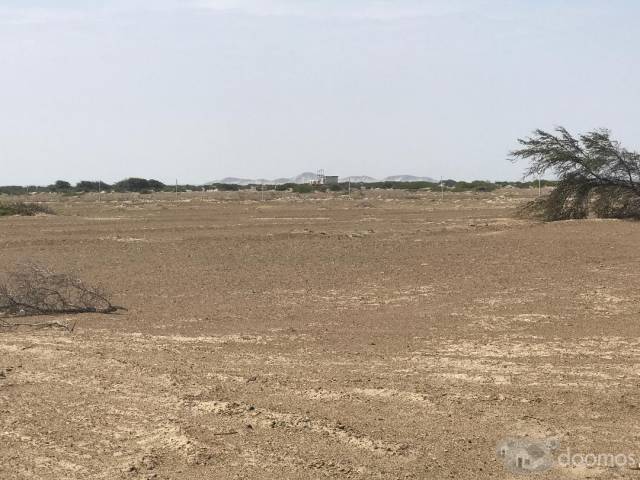 Remato Terreno de 100 Hectáreas agrícolas en Chiclayo